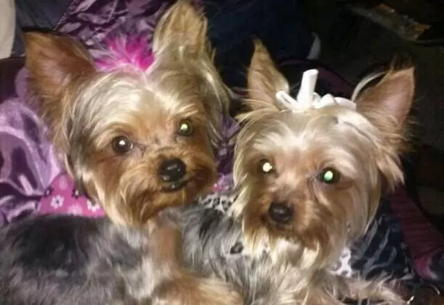 Angel’s Dog & Cat Grooming