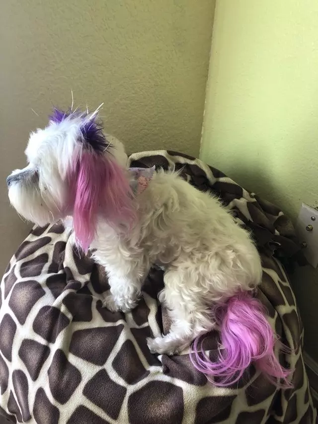 Angel’s Dog & Cat Grooming
