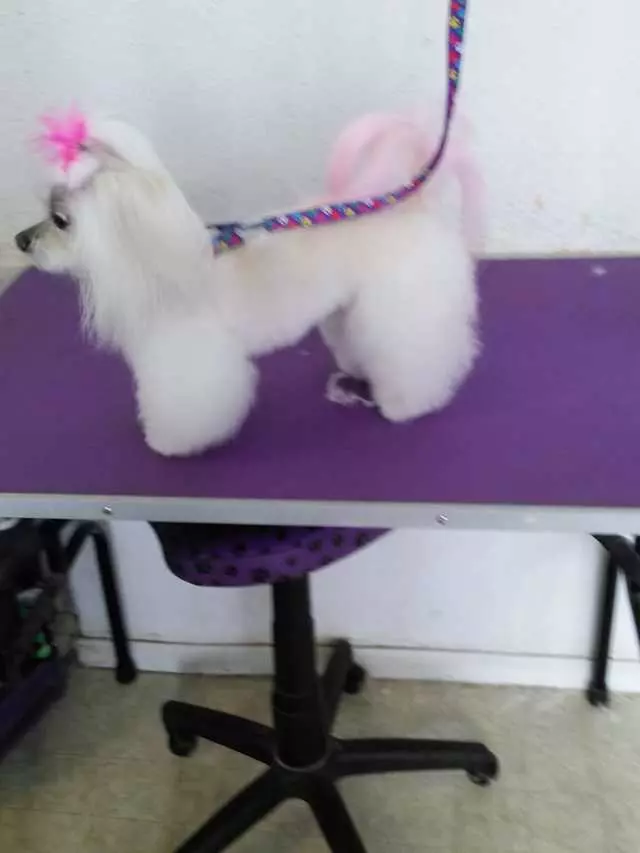 Angel’s Dog & Cat Grooming