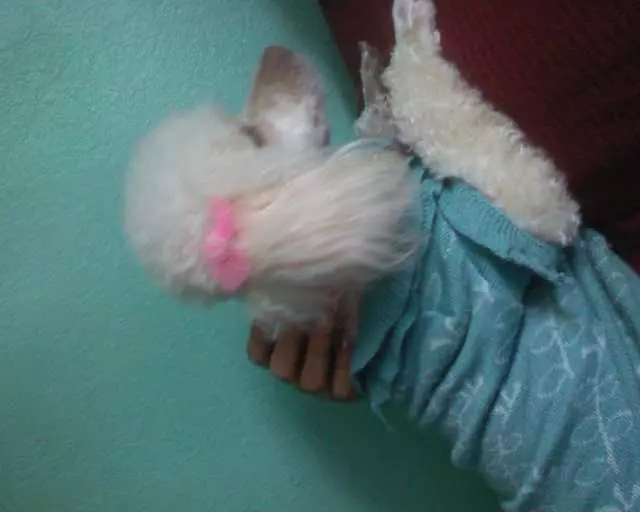 Angel’s Dog & Cat Grooming