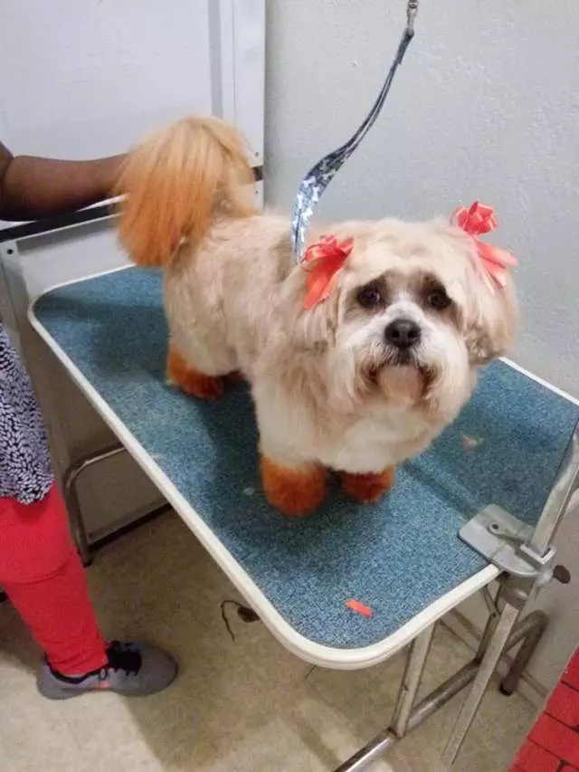 Angel’s Dog & Cat Grooming