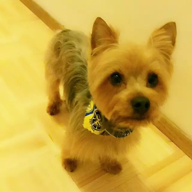 Angel’s Dog & Cat Grooming