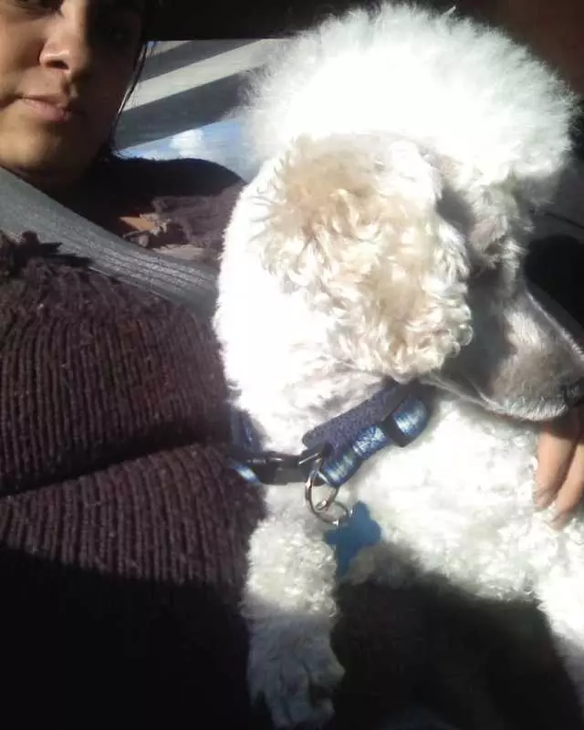 Angel’s Dog & Cat Grooming