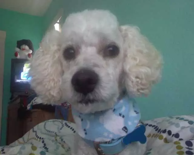 Angel’s Dog & Cat Grooming