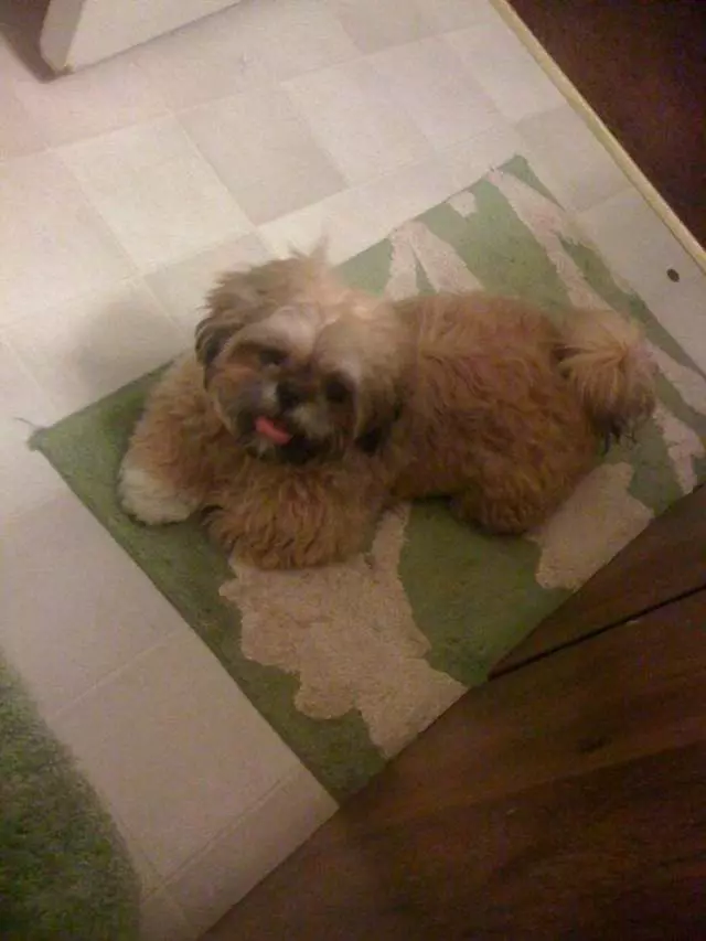 Angel’s Dog & Cat Grooming