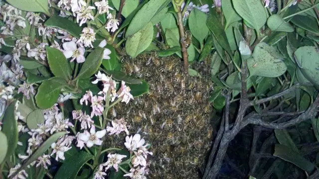 Bees Evictions