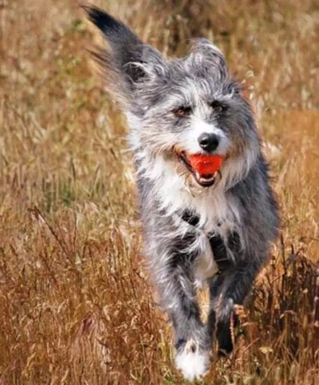 1 Dog-at-a-Time