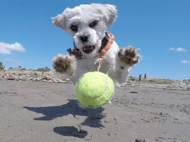 GoPro Dogs