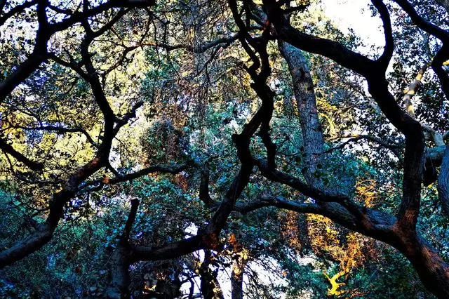 Nature Rhythms