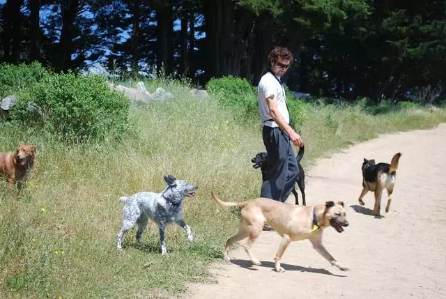 A Pooches Paradise