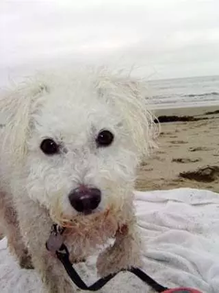 A Pooches Paradise