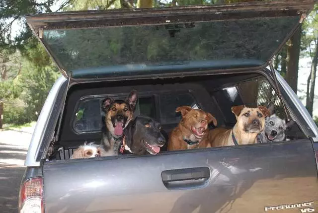 A Pooches Paradise
