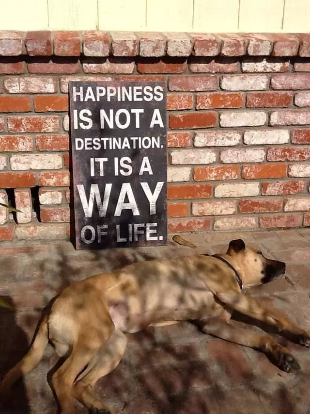 A Pooches Paradise