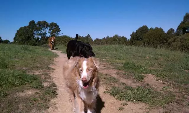 A Pooches Paradise