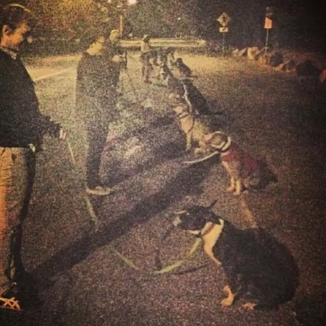 SFC Dogs