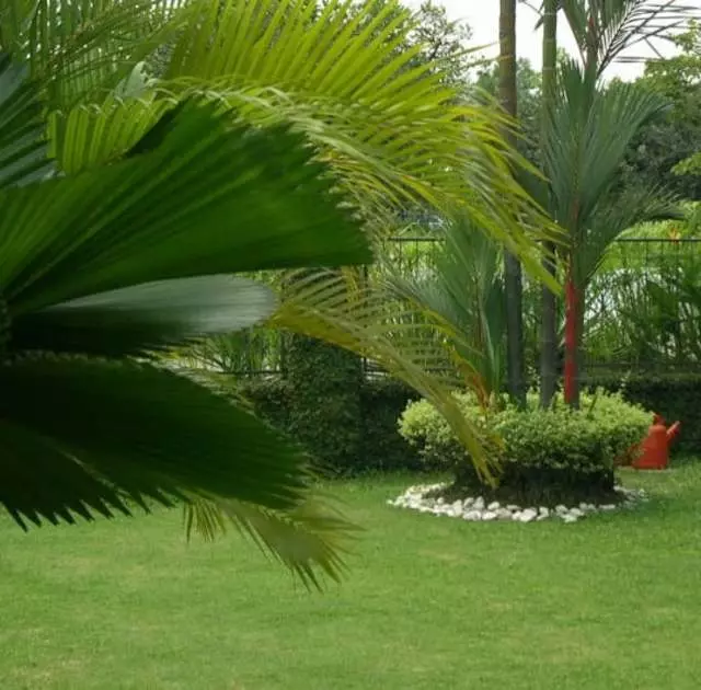 Andres’ Garden Services