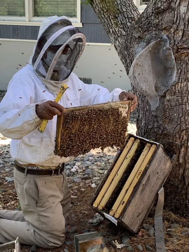 Khaled's Alive Bee Removal Service