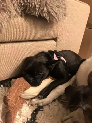 Doggie Loyalist