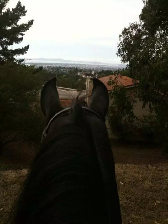 Anthony Chabot Equestrian Center