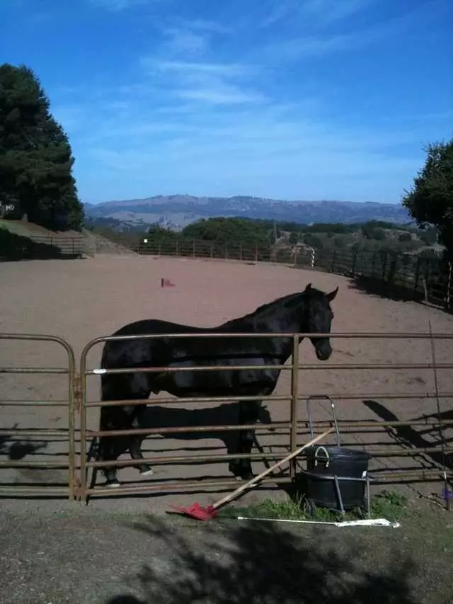 Anthony Chabot Equestrian Center