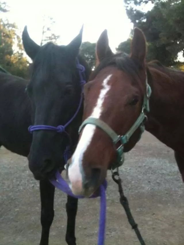 Anthony Chabot Equestrian Center