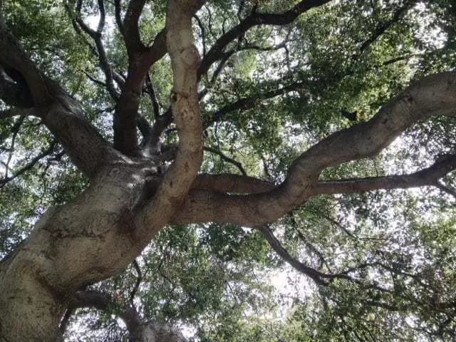 Live Oak Law Group