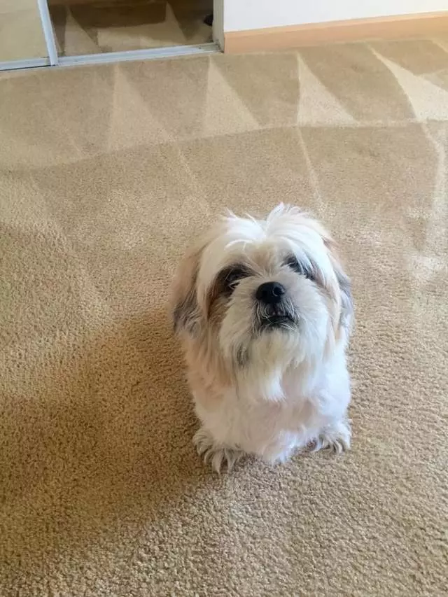 Amazing Carpet & Upholstery Cleaning