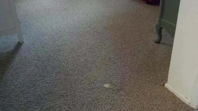 Amazing Carpet & Upholstery Cleaning