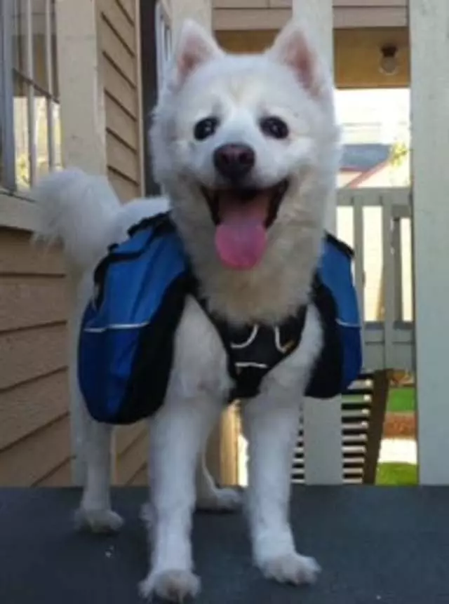 Fur Kids Pet Services