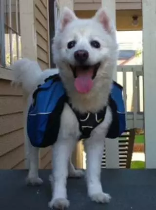 Fur Kids Pet Services