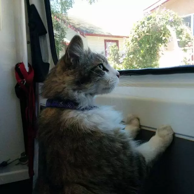 Aussie Pet Mobile East Bay