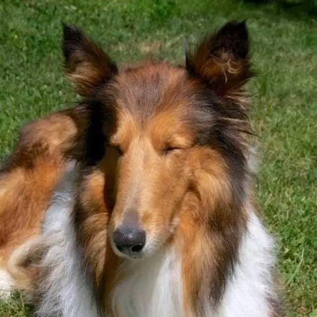Aussie Pet Mobile East Bay